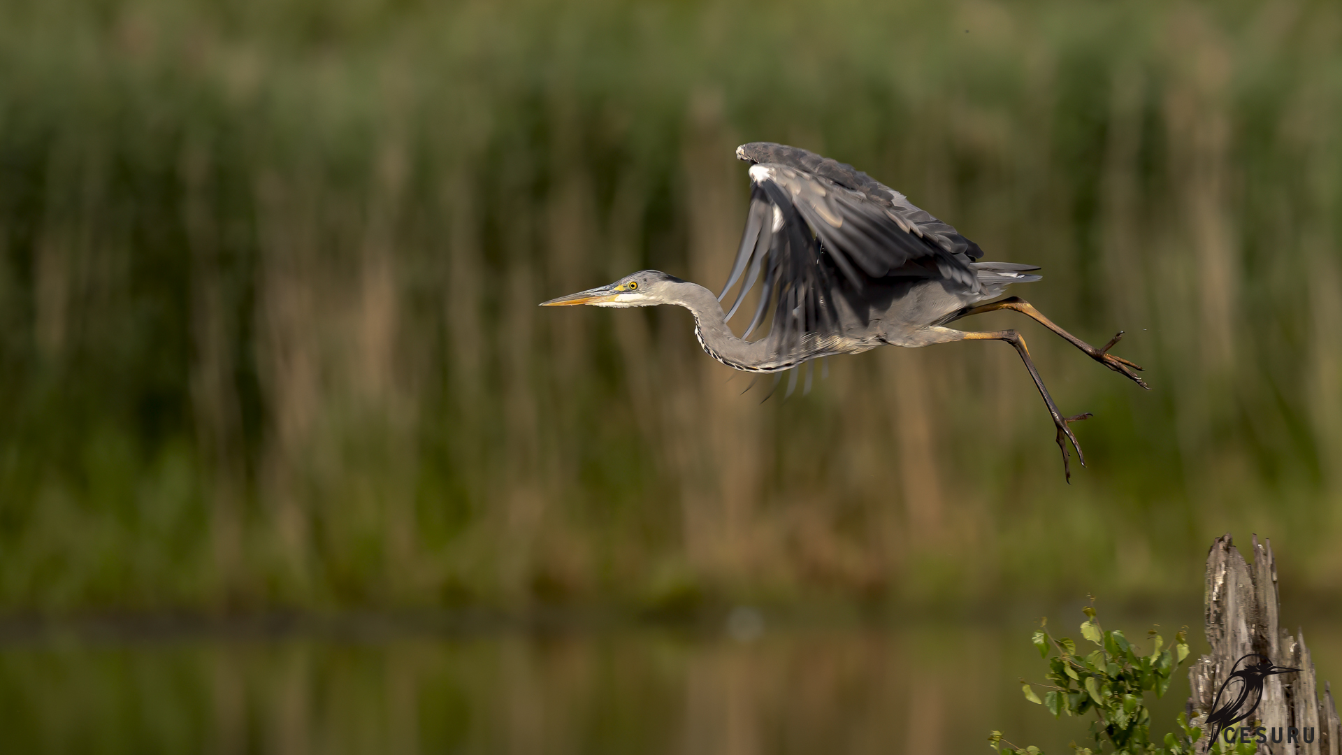 Gray Heron